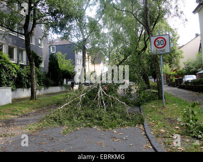 gemeinsamen Birke, Birke, Europäische weiße Birke, weiße Birke (Betula Pendel, Betula Alba), gefallenen Birke Sperrung einer Straße, Schäden durch Sturmtief Ela am 2014-06-09, Bochum, Ruhrgebiet, Nordrhein-Westfalen, Deutschland Stockfoto