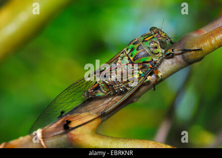 Zikade auf einem Ast, Neuseeland, Südinsel, Marlborough Sounds Nationalpark Stockfoto