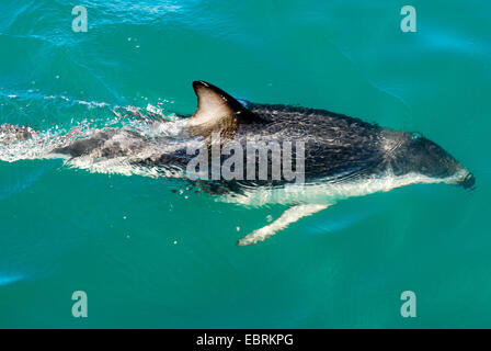 Grays altrosa Delphinschwimmen (Lagenorhynchus Obscurus), an der Wasser Oberfläche, Neuseeland, Südinsel, Canterbury Stockfoto