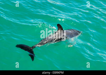 Grays altrosa Delphinschwimmen (Lagenorhynchus Obscurus), an der Wasser Oberfläche, Neuseeland, Südinsel, Canterbury Stockfoto