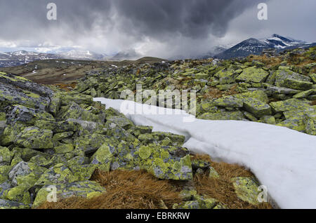 Schneegestöber im Rondane Nationalpark, Norwegen, Hedmark, Hedmark Fylke Rondane Nationalpark Stockfoto