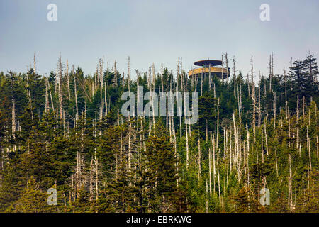 Aussichtsturm in einem Nadelwald mit Nadelwald, Tennessee, USA, Great Smoky Mountains National Park Stockfoto