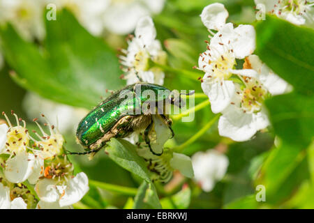 Rose Chafer (Cetonia Aurata), Mays, Deutschland, Bayern Stockfoto