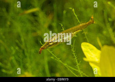 Hecht, Hecht (Esox Lucius), Juvenile Essen Mückenlarven, Deutschland Stockfoto