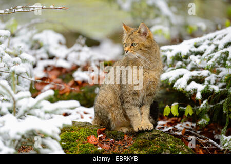 Europäische Wildkatze, Wald Wildkatze (Felis Silvestris Silvestris), sitzt auf einem Baum Haken in Winter, Deutschland, Bayern, Nationalpark Bayerischer Wald Stockfoto