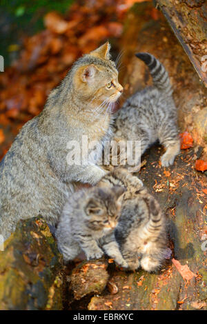 Europäische Wildkatze, Wald Wildkatze (Felis Silvestris Silvestris), Mutter mit drei Kätzchen im Wald am Baum zu ergattern, Deutschland, Bayern, Nationalpark Bayerischer Wald Stockfoto