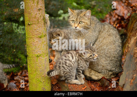 Europäische Wildkatze, Wald Wildkatze (Felis Silvestris Silvestris), Mutter mit drei Kätzchen im Wald am Baum zu ergattern, Deutschland, Bayern, Nationalpark Bayerischer Wald Stockfoto