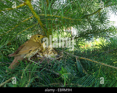 Singdrossel (Turdus Philomelos), um das Nest mit fast flügge Squeekers, Deutschland, Nordrhein-Westfalen Stockfoto