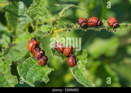 Kartoffelkäfer, Colorado-Käfer, Kartoffelkäfer (Leptinotarsa Decemlineata), Fütterung der Larven, Deutschland, Bayern Stockfoto