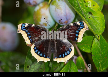 Camberwell Schönheit (Nymphalis Antiopa), sitzt auf einem Pflaumenbaum, Deutschland Stockfoto