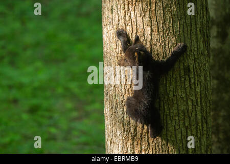 Amerikanische Schwarzbären (Ursus Americanus), kleine Bärenjunge klettert auf einen dicken Baumstamm, Tennessee, USA, Great Smoky Mountains National Park Stockfoto