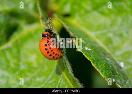 Kartoffelkäfer, Colorado-Käfer, Kartoffelkäfer (Leptinotarsa Decemlineata), Fütterung der Larven, Deutschland, Bayern Stockfoto