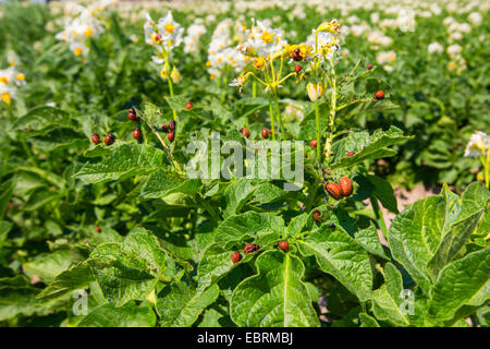 Kartoffelkäfer, Colorado-Käfer, Kartoffelkäfer (Leptinotarsa Decemlineata), Fütterung der Larven in einem infizierten Bereich, Deutschland, Bayern Stockfoto