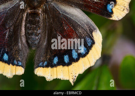 Camberwell Schönheit (Nymphalis Antiopa), Detail eines Flügels, Deutschland Stockfoto