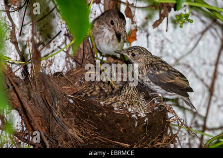 Grauschnäpper (Muscicapa Striata), nest in eine alte Amsel Nest, Feedadults fast flügge Quietscher, Deutschland, Bayern, Isental Stockfoto