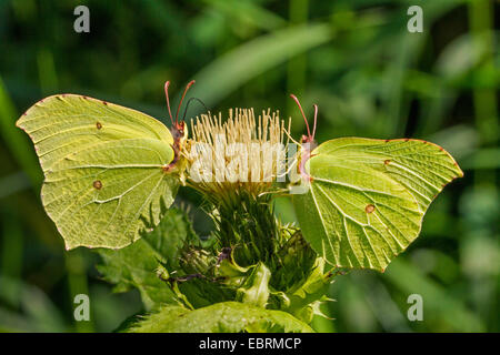 Zitronenfalter (Gonepteryx Rhamni), zwei Männer auf Blumen Kohl Distel in Hintergrundbeleuchtung, Deutschland, Bayern Stockfoto