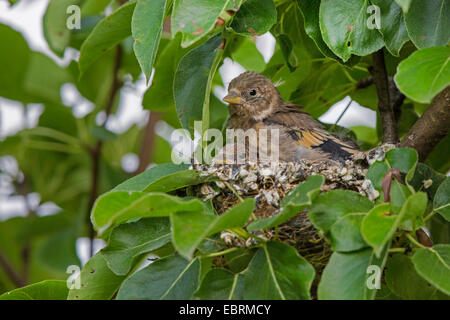 Eurasische Stieglitz (Zuchtjahr Zuchtjahr), vollwertige Quietscher in ihrem Nest, Deutschland, Bayern Stockfoto
