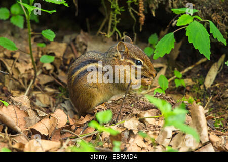 Östlichen amerikanische Streifenhörnchen (Tamias Striatus), Essen auf den Wald Boden, USA, Tennessee, Great Smoky Mountains National Park Stockfoto