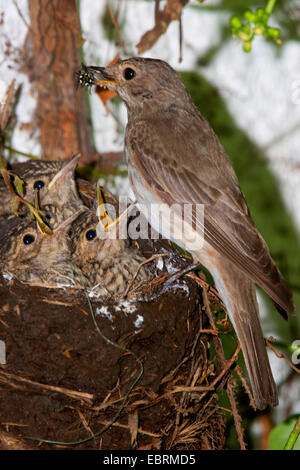 Grauschnäpper (Muscicapa Striata), nest in eine alte Amsel Nest, Erwachsenen Futter fast flügge Quietscher, Deutschland, Bayern, Isental Stockfoto