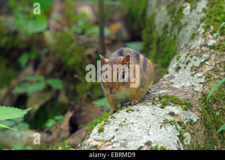 Östlichen amerikanische Streifenhörnchen (Tamias Striatus), sitzt auf einem bemoosten Baumstamm, Tennessee, USA, Great Smoky Mountains National Park Stockfoto