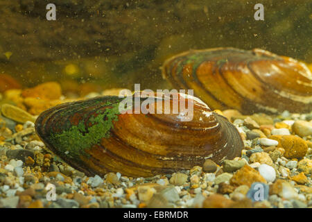 angeschwollenen Fluss Muschel (Unio Tumidus), zwei Muscheln auf dem Boden, Deutschland Stockfoto