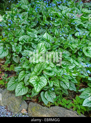 Telekie Brunnera, sibirischen Bugloss (Brunnera Macrophylla 'Jack Frost', Brunnera Jack Frost), Sorte Jack Frost, Polen, Niederschlesien Stockfoto