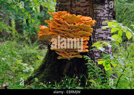 Huhn des Waldes (Laetiporus Sulphureus), wachsen am Stamm der Wildkirsche, Deutschland Stockfoto