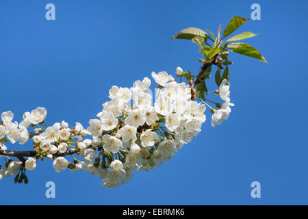 Wildkirsche, süße Kirsche, Gean, Mazzard (Prunus Avium), blühenden Zweig, Deutschland Stockfoto