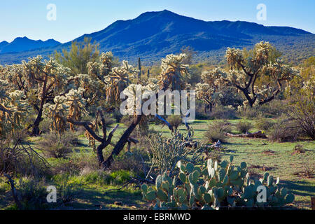 Teddybär Cholla, Jumping Cholla, Silber Cholla (Opuntia Bigelovii, Cylindropuntia Bigelovii), Kaktus-Wald mit vielen Früchten in der Sonora Wüste, USA, Arizona Stockfoto