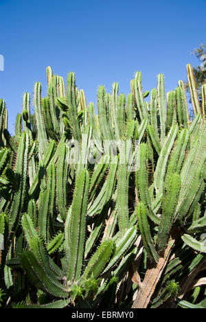 Wolfsmilch (Euphorbia Pentagona), Kanarische Inseln, Gran Canaria Stockfoto