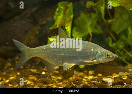 East European Brassen, Zaehrte, baltischen Zährte Zährte Brassen, Zährte, Zanthe, Zarte (Zährte Zährte, Abramis Zährte), Baden, Deutschland Stockfoto