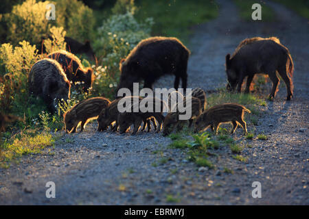 Wildschwein, Schwein, Wildschwein (Sus Scrofa), Weibchen mit Runts im Abendlicht, Deutschland, Baden-Württemberg Stockfoto