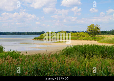 Reed Grass, gemeinsamen Schilf (Phragmites Communis, Phragmites Australis), Seeufer mit dichten Schilf Zone, Deutschland, Bayern, See Chiemsee Stockfoto