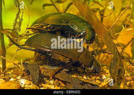 Mehr Silber Käfer, großen schwarzen Wasserkäfer, große silberne Wasserkäfer, Diving Wasserkäfer (Hydrophilus Piceus, wasserhaltigen Piceus), auf das Futter auf dem Boden, Deutschland Stockfoto