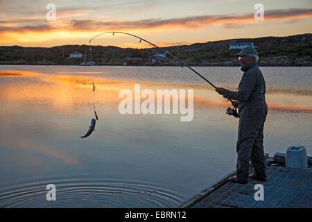 Makrele, gemeinsame Makrele (Scomber Scombrus), Angler Angeln am Boardwalk, Norwegen, Hitra Stockfoto