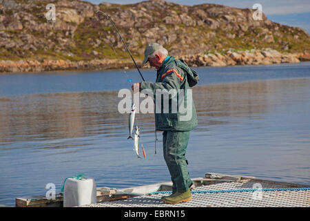 Makrele, gemeinsame Makrele (Scomber Scombrus), Angler Angeln am Boardwalk, Norwegen, Hitra Stockfoto