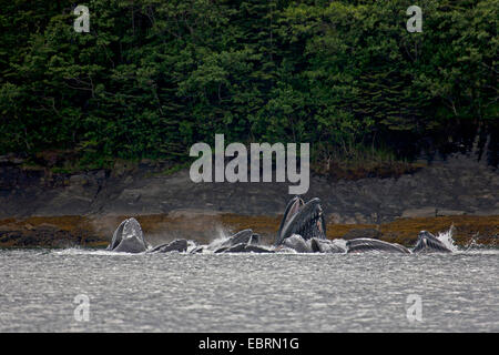 Buckelwal (Impressionen Novaeangliae), bubble net füttern, Lynn Canal, Admirality Island, Alaska, USA Stockfoto