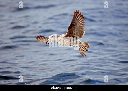 Kap-Möwe, Kelp Gull (Larus Dominicanus Vetula, Larus Vetula), juvenile Randschärfe Fischerei in der False Bay, Südafrika, Western Cape Stockfoto