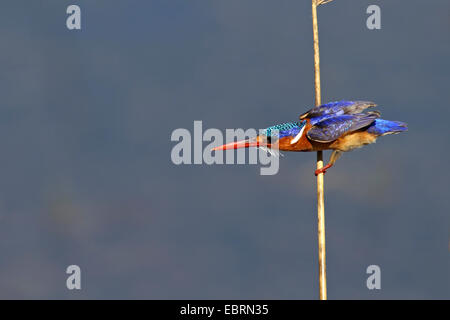 Malachit-Eisvogel (Alcedo Cristata), sitzt an einem Reed-Stiel und sieht für ein Fisch, Südafrika, Pilanesberg National Park Stockfoto