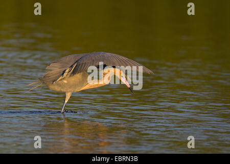 kleine Blue Heron (Egretta Caerulea), auf der Suche nach Nahrung im flachen Wasser, Sanibel Island, Florida, USA, USA Stockfoto