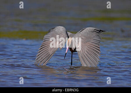 kleine Blue Heron (Egretta Caerulea), auf der Suche nach Nahrung im flachen Wasser, Sanibel Island, Florida, USA, USA Stockfoto