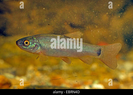 Schleie (Tinca Tinca), juvenile Färbung, Deutschland Stockfoto