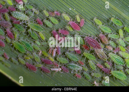 Pelargonien-Blattlaus (Acyrthosiphon Malvae, Acyrthosiphon Pelargonii), Kolonie auf Reed Blatt, Deutschland, Bayern Stockfoto