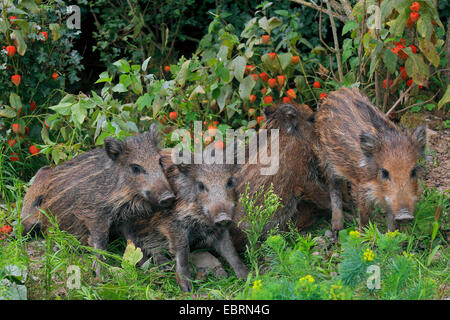 Wildschwein, Schwein, Wildschwein (Sus Scrofa), hatte zusammenstehen im Garten, Deutschland, Baden-Württemberg Stockfoto