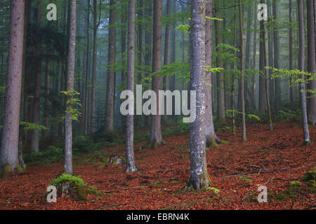 Buchenwald im Frühjahr, Deutschland, Bayern, Nationalpark Bayerischer Wald Stockfoto