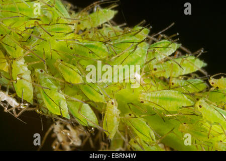 Pelargonien-Blattlaus (Acyrthosiphon Malvae, Acyrthosiphon Pelargonii), Kolonie Mädesüß, Deutschland, Bayern Stockfoto