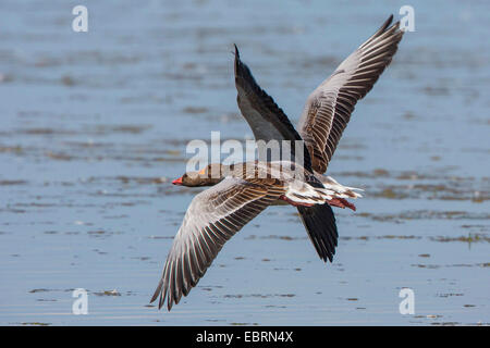 Graugans (Anser Anser), zwei Gänse im Flug, Deutschland, Bayern, See Chiemsee Stockfoto