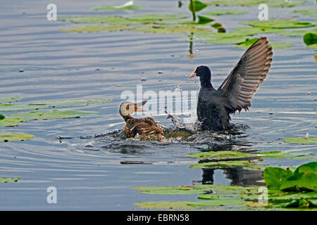 schwarzen Blässhuhn (Fulica Atra), greift Stockente, Deutschland, Bayern, See Chiemsee Stockfoto