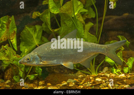 East European Brassen, Zaehrte, baltischen Zährte, Zährte Brassen, Zährte, Zanthe, Zarte (Zährte Zährte, Abramis Zährte) vor Seerosen, Deutschland Stockfoto