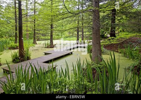 Baldcypress (Taxodium Distichum), tertiäre Teich im Botanischen Garten, Deutschland, Nordrhein-Westfalen, Ruhrgebiet, Bochum Stockfoto